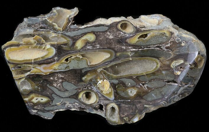 Slab Fossil Teredo (Shipworm Bored) Wood - England #40368